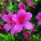 The Azaleas are in bloom again
